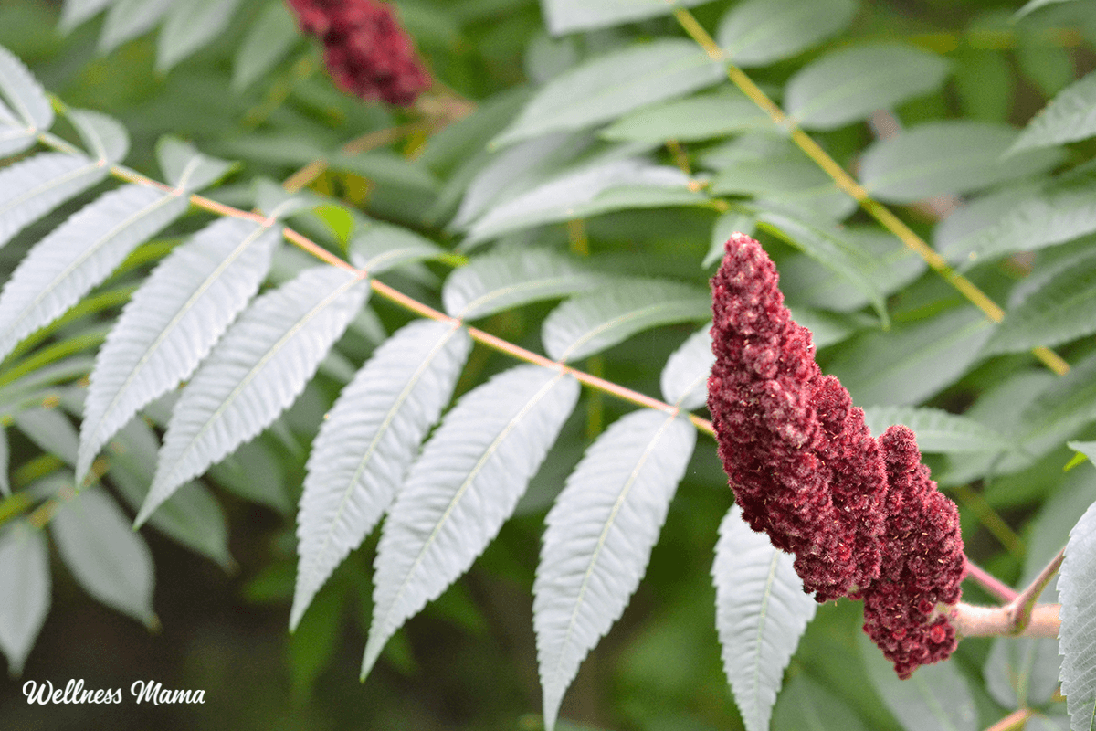 Health Benefits of Sumac (& Creative Ways to Use It)