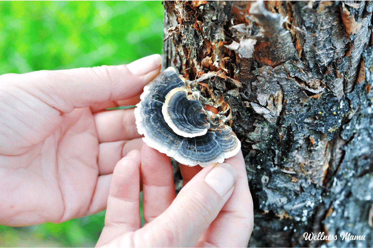 turkey tail mushroom